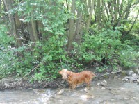 /album/anglicky-kokerspaniel/mia-ja-95-jpg/